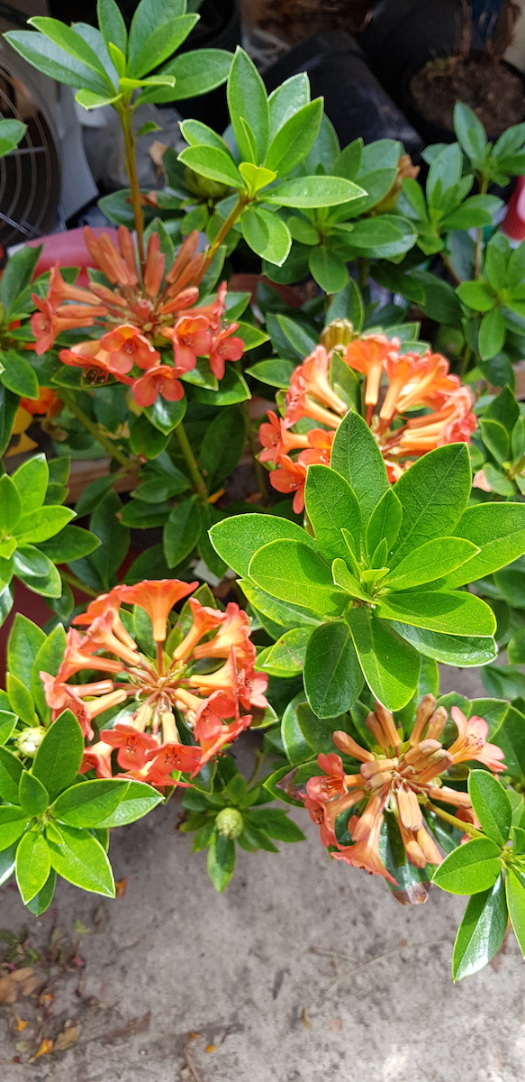 Hendricks Ker Vireya